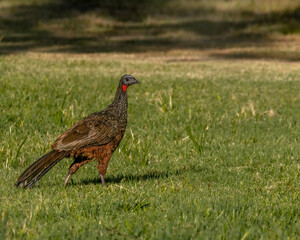 A big bird wandering around the lawn
