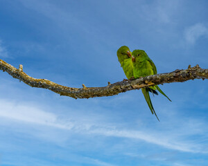 A pair of parakeets cuddling on a tree branch