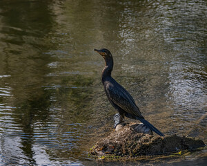 A cormorant drying its feathers under the morning sun