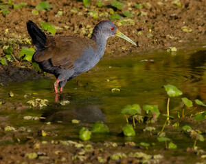 A bird looking for food at the swamp banks