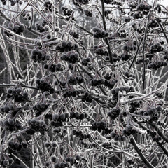 Bunches of black chokeberry on a tree covered with snow