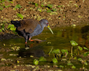 A bird looking for food at the swamp banks