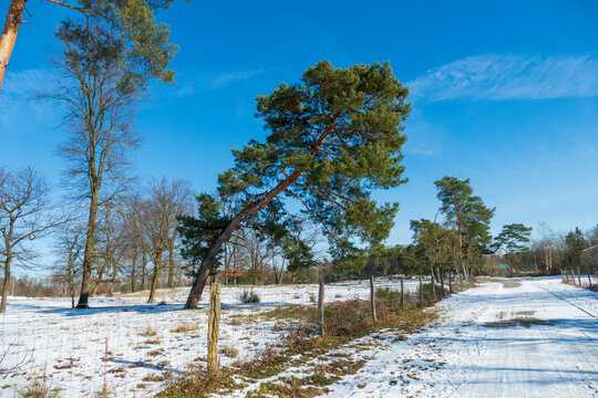 Winterlandschaft im Schnee bedeckten Naturschutzgebiet Sanddünen Baden-Baden Sandweier
