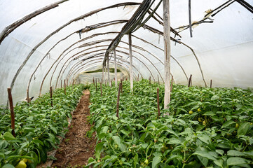 Makeshift greenhouse. DIY Greenhouses. Vegetable growing under nylon sheet. Green peppers on the bush ready for harvest.  