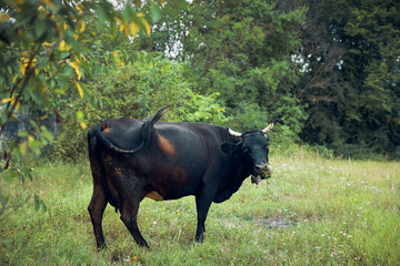 bull grazes in the meadow grass nature animal farm