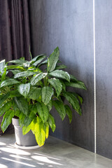Houseplant aglaonema against a gray wall. Luxurious green plant in a modern interior.
