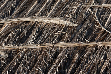 The dried palm leaves are arranged neatly on the flat surface of the roof. Natural background from dry leaves.