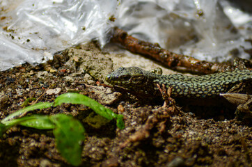 lizard on the stone
