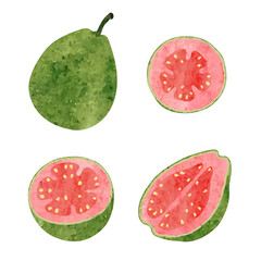 Guava set. Half, slice and whole guava fruit isolated on white. Watercolor vector illustration.	