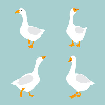 Set of cute white geese. Vector goose illustration