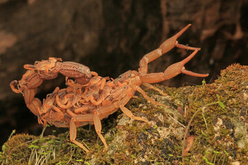 A scorpion mother (Hottentotta hottentotta) is holding her babies to protect them from predator attacks.