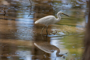 Little Egret wading in shallow water