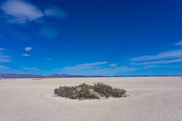 dry lake with bushes