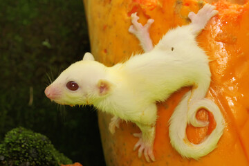 A one month old albino sugar glider baby on a green background. This marsupial mammal has the...