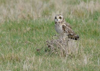 Short-eared owl Asio flammeus sitting on tussock in field at dusk in winter