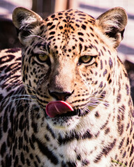 Male Cheetah 