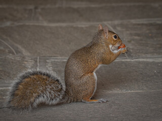 gray squirrel portrait in the town