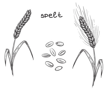 Hand drawn sketch black and white of spelt, wheat, grain, leaf. Vector illustration. Elements in graphic style label, card, sticker, menu, package. Engraved style