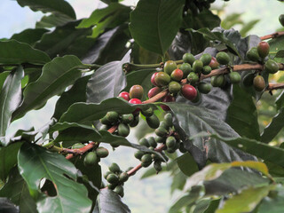 holly berries on a branch