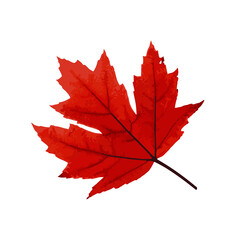 Maple Leaf Drawing Vector