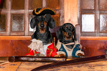 Two funny dachshund dogs in costumes of privateers or royal guards with hats are sitting at table...