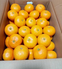 たくさんのみかん,冬の定番,日本の定番