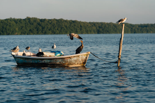 birds sitting on an old wooden boat