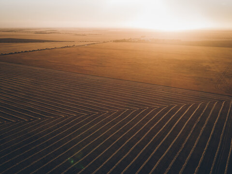 Windrowed barley on a warm sunset
