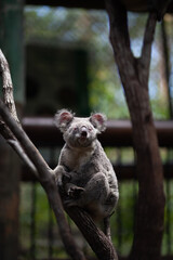 koala