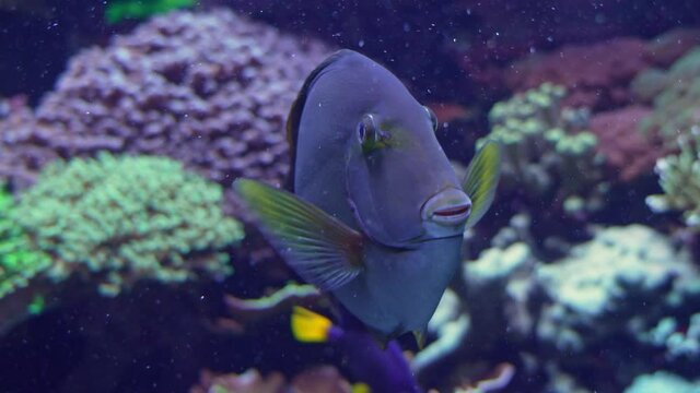 Up close view of Blue Tang swimming in reef at an aquarium.