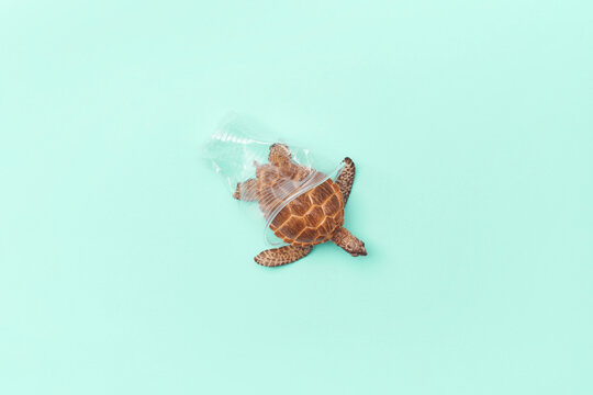 Toy turtle under transparent plastic glass