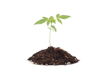 Recreatiomal cannabis, marijuana in white backgroud