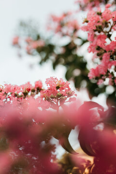 Blossom