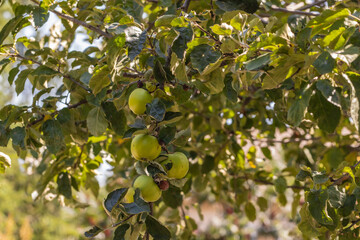 Fototapeta na wymiar green apples on the tree