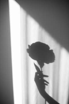 Female hand holding the rose shadow