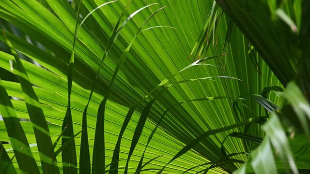 Background of tropical palm leaves swaying in the breeze with patterns forming from their shape and the way sunlight and shadow is falling on the leaves.
