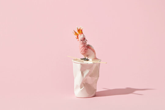 Pink parrot sitting on paper cup