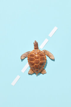 Small turtle on dash-dotted line