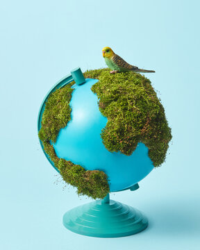 Parrot sitting on Earth globe