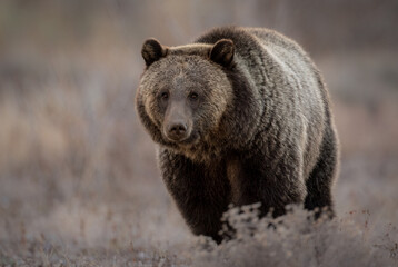 Grizzly Bear in Grand Teton National Park