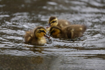 仲良く遊ぶカルガモのヒナたち