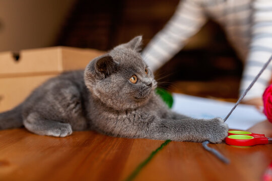Gray cat at home