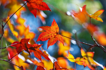 red maple leaves during autumn season