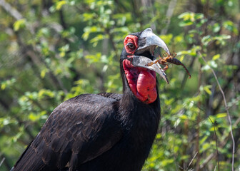 Southern Ground Hornbill