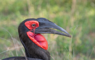 Southern Ground Hornbill