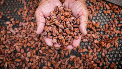 farmer hands holding dried cacao beans background