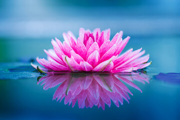 close-up beautiful lotus flower pink on surface of pond