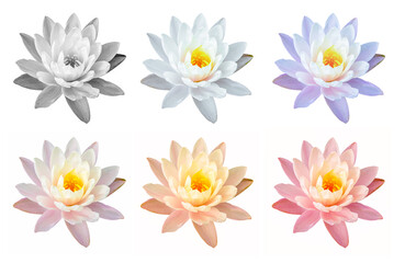 set of lotus flower isolated on white background