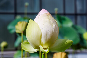 Close-up Beautiful white Lotus Flower bud