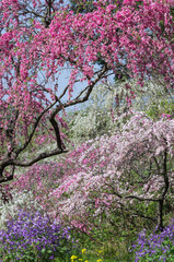 満開の枝垂れ桃の花